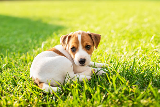 istock Two months old Jack Russel Terrier puppy laying on green grass 2159187660