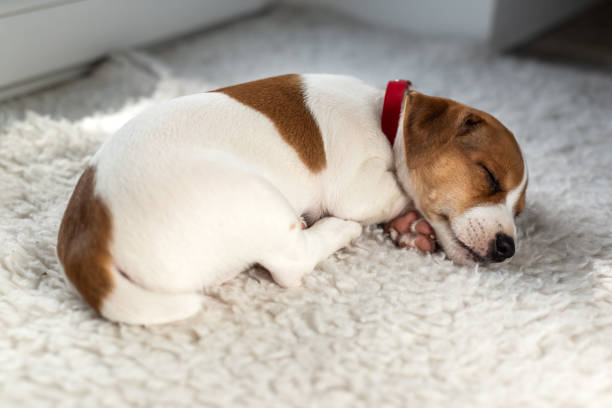 istock Two months old Jack Russel terrier puppy 2159187692