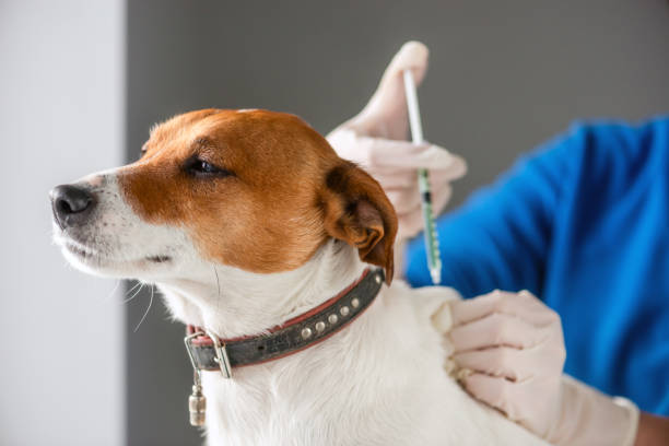istock Purebred Jack Russell Terrier breed puppy injecting 2159187960