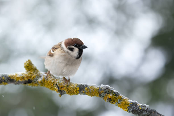 istock Brown sparrow male bird on tree twig in winter time 2159188182