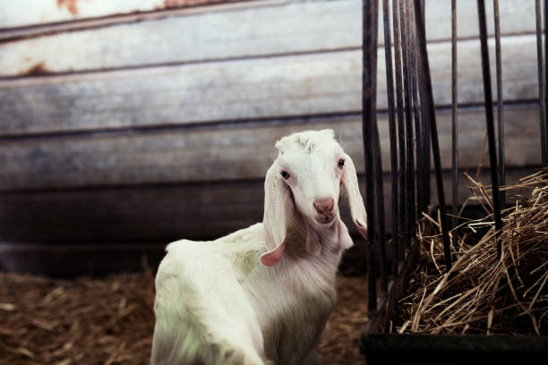 White baby  goat turning to look at me while standing in in its pen with a gray wooden slated wall and a metal crate filled with hay.