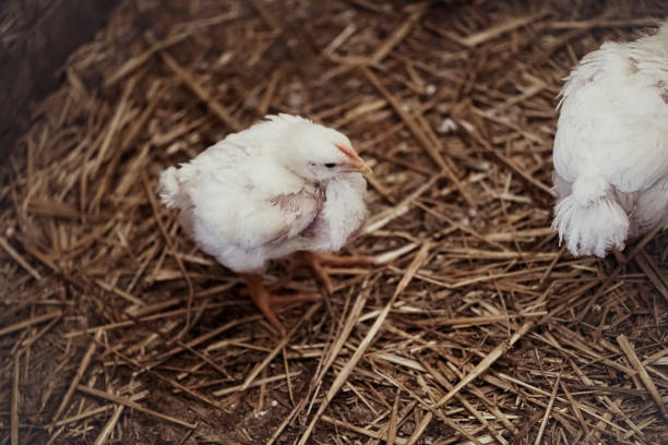 Baby white chick with big orange feet standing in hay from top view.