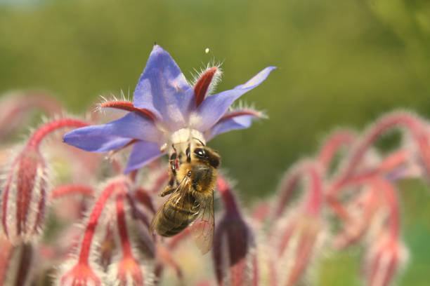 close-up of a honey bee sucking nectar from a borage flower. Borago officinalis.
