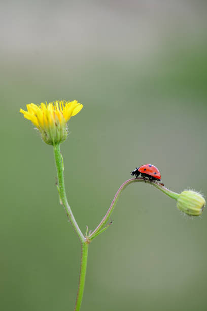 istock Ladybird an plant 2159192640