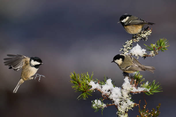 istock Coal Tits on a snow covered branch 2159193071