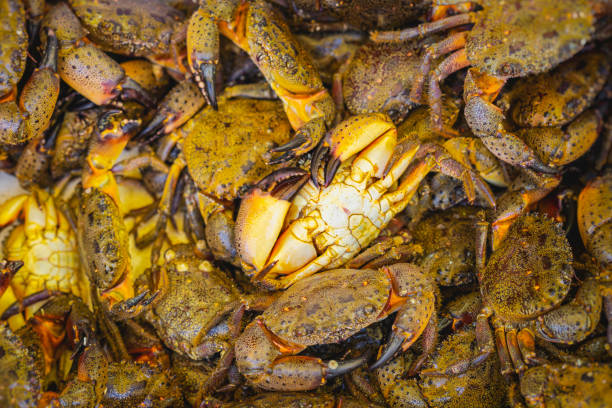 Florida ghost crab
