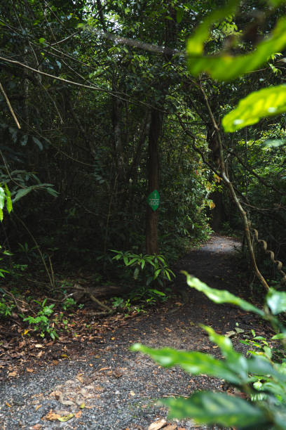 istock A nature trail, path or walk way in rainforest environment, concept of path, wilderness, rainforest hobbies, greenery and peaceful peaceful trekking, activity in forest, ecotourism in Thailand 2159200057