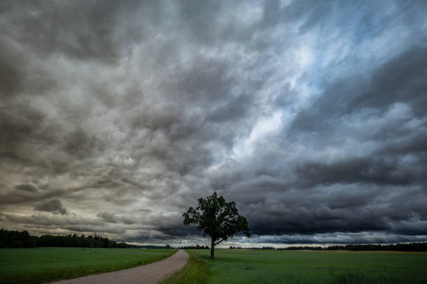 istock A beautiful green oak tree in a field of structured clouds, a bend in the road. 2159200328