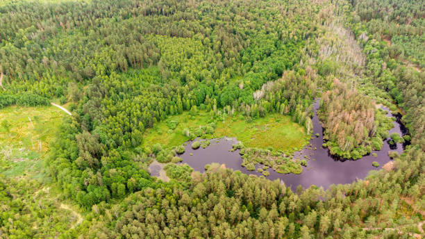 istock Aerial view of forest with water body 2159200595