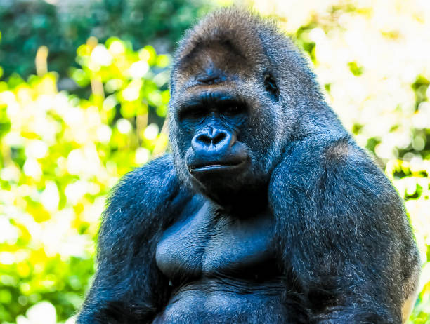 Side profile of a very large silver backed Western Lowland Gorilla standing with trees and a rope in the background.