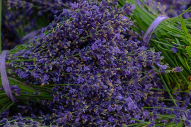 istock Lavender field in the Appalachian Mountains 2159204478
