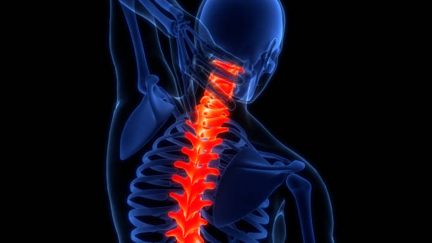 istock Spinal Cord Vertebral Column of Human Skeleton System Anatomy 2159206426