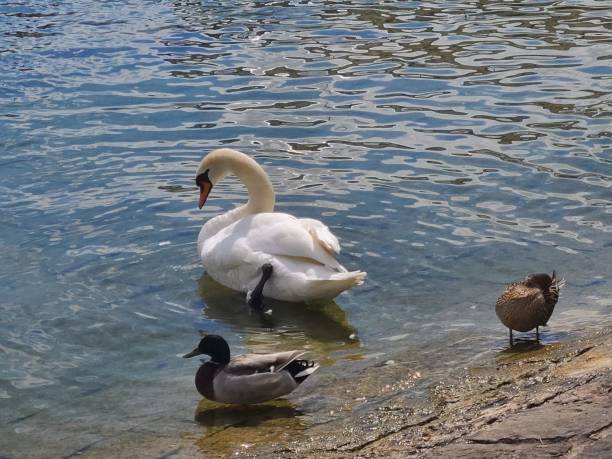 istock Swan in Lake Lucerne 2159208054