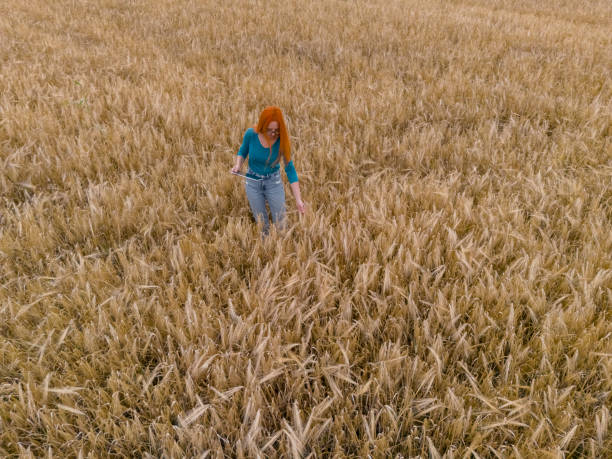 Agronomist inspecting ripe wheat ready for harvesting