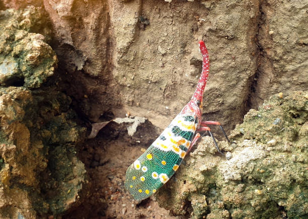 Lanternflies, clinging to trees, are insects with a long, upward-curving head that extends into a reddish-orange proboscis. Yellow-orange body It is an animal that is currently hard to find.