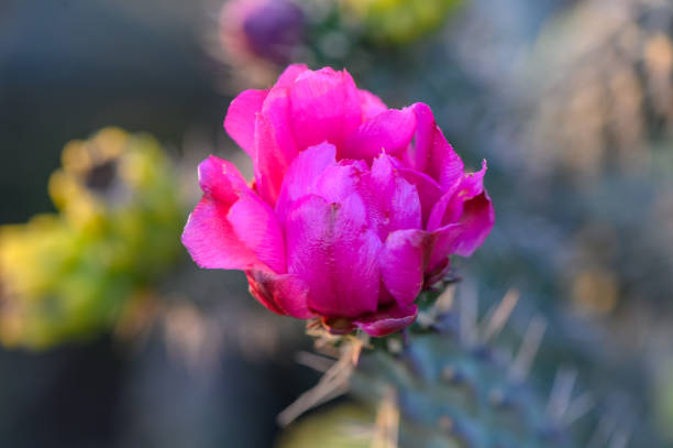A hedgehog cactus flowering