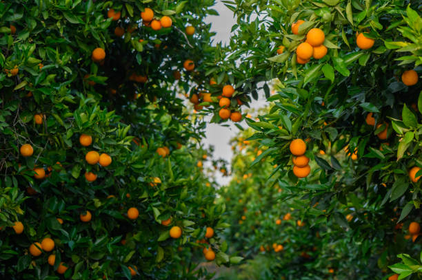 istock fields in the garden with fruits oranges on the trees harvest 2159213536