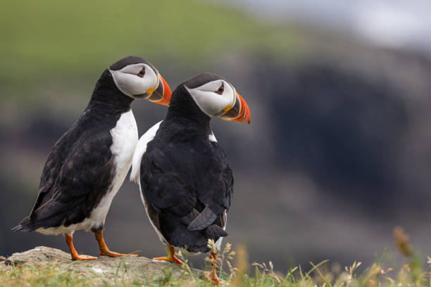 istock Puffins Perched on a Cliff, Faroe Islands 2159214264