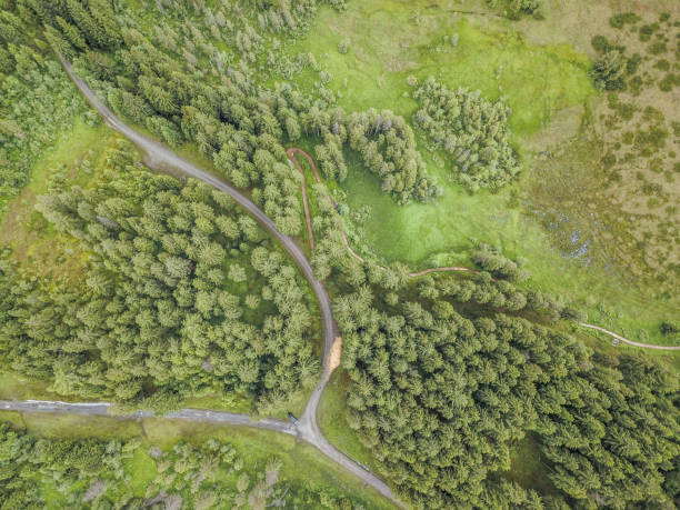 istock Forest with road in the Austrian Alps 2159215111