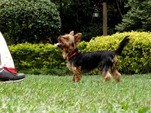 istock Cute Yorkshire asking to play in the gardend 2159215351