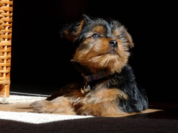 Beautiful Show Yorkshire Terrier in show coat.  This Yorkie was a top winner at Westminster Dog Show 2009.PLEASE CLICK ON THE IMAGE BELOW TO SEE MY DOGGY LIGHTBOX PORTFOLIO: