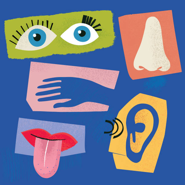 Sensory Perception Vibrant vector composite image created from paper cut out elements, doodles and textures depicting five senses of the body: sight, touch, smell, taste and sound. visual sense stock illustrations