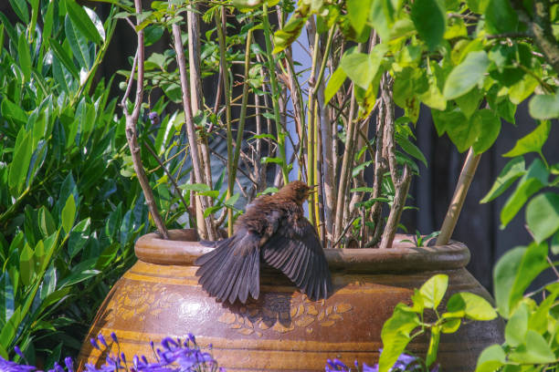 Young Blackbird searching for Berry and  spreading wings in the sun.