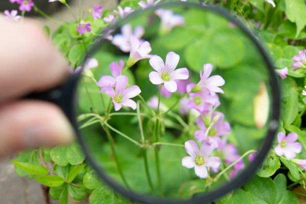 istock Looking at a small flower through a magnifying glass 2159220866