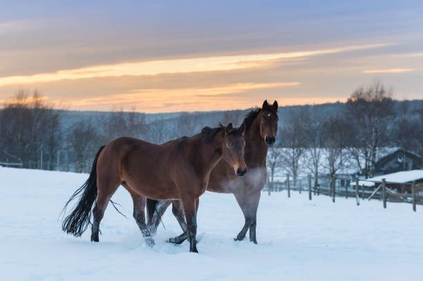 istock Brown Westphalia horses walking in a snowy field during sunset 2159220890