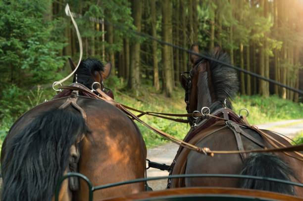 istock Horses pulling a carriage through a forest trail on a sunny day 2159220925