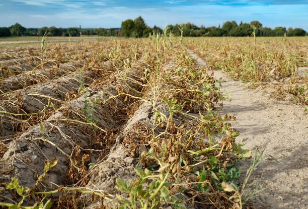 Dry agricultural field with withered plants under a clear blue sky in Soest, Germany