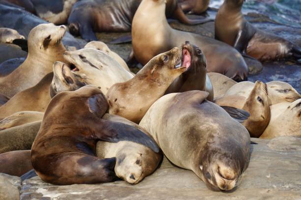 istock Angry sea lions 2159222306