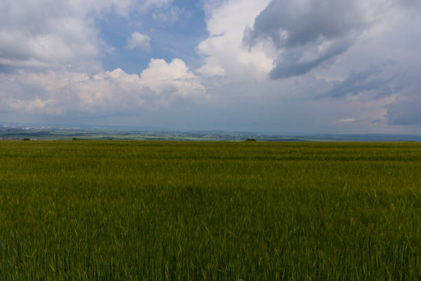 Beautiful spring landscape before the storm. Grain fields and dark clouds are seen.