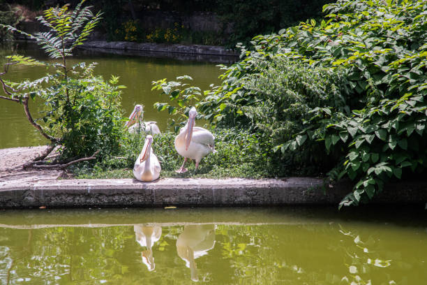 Pelicans in city park pond closeup on sunny summer day