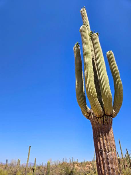 istock Saguaro Cacti in Saguaro National Park 2159229851