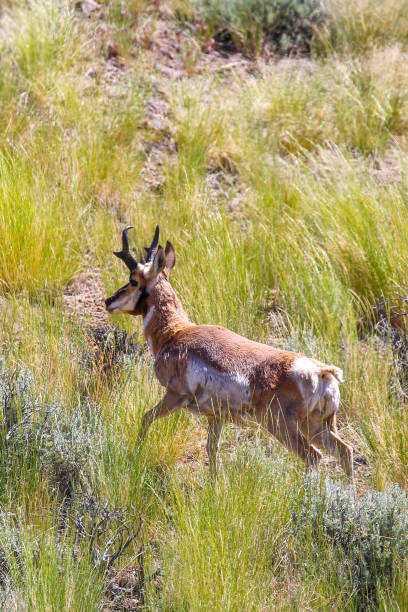 Pronghorn antelope wandering silently through the sunny grasslands. Surrounded by shrubs, this majestic creature represents the harmony of nature and wildlife in untouched park environments.