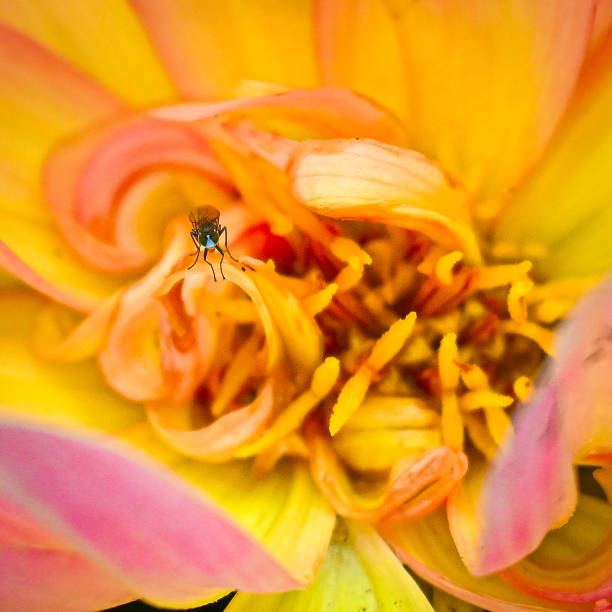 Flowers blooming in the PNW