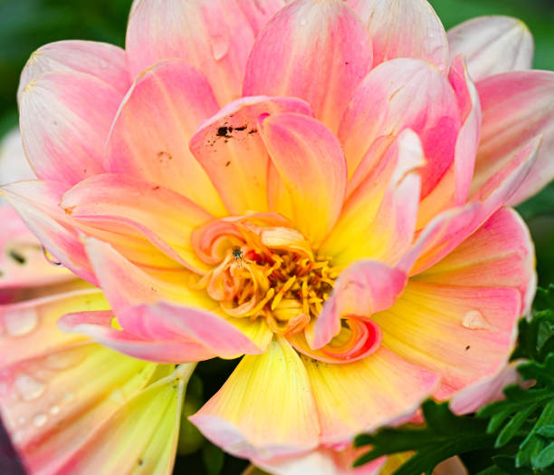 red and yellow dahlia in close-up. on a blurred background. a beautiful flower in a home garden.
