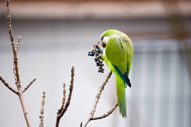 Maritaca Bird