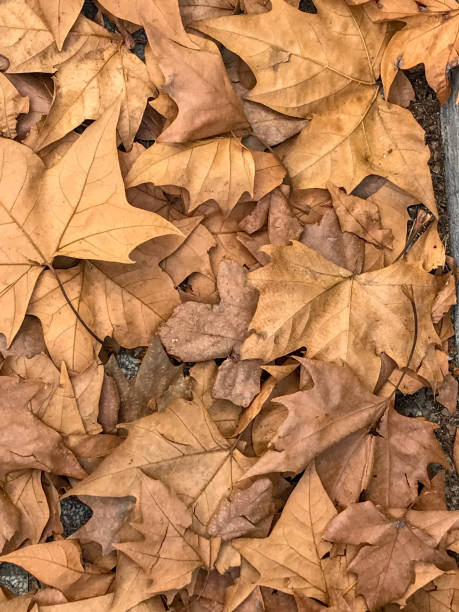 istock ground covered with autumn leaves 2159231814