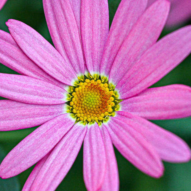 Flowers blooming in the PNW