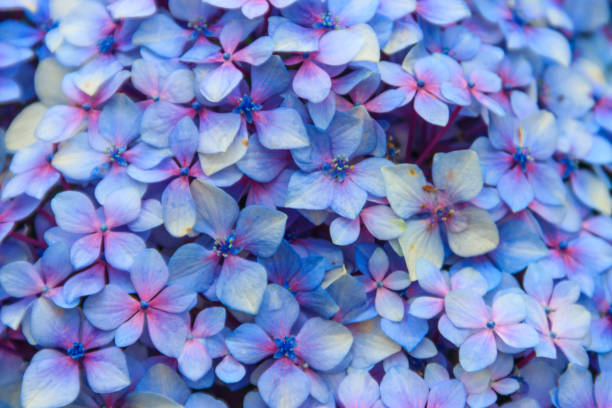 istock Close-up of blue hydrangea flower. Delicate floral background 2159233850