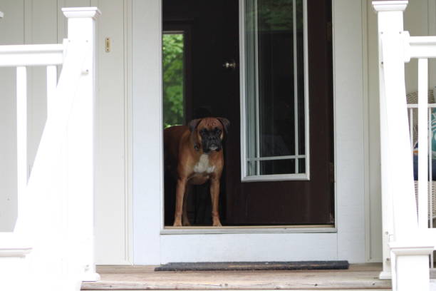old black dog with upset face and red neck tag waiting outside the locked door