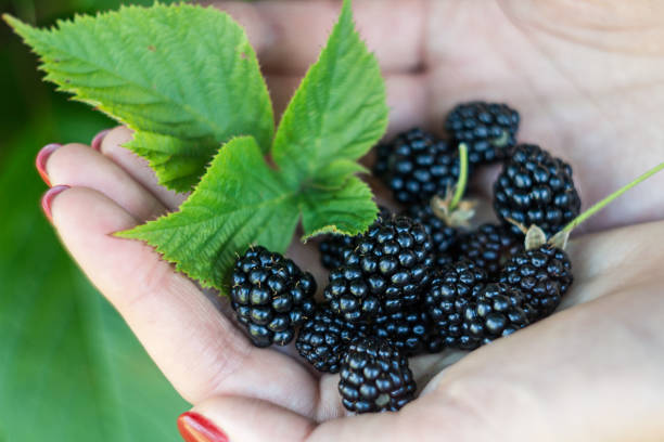 istock Harvested ripe black raspberry blackberry close-up 2159236783