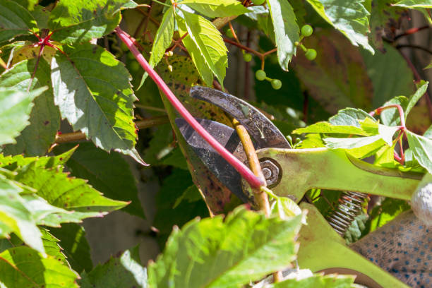 istock A gardener trims shrub branches with pruning shears and shears close-up 2159236920