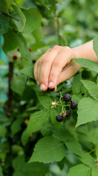 istock Black raspberries on a bush in the garden 2159238571