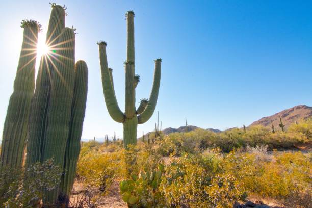Sunbursts and Saguaro Cactus at National Park