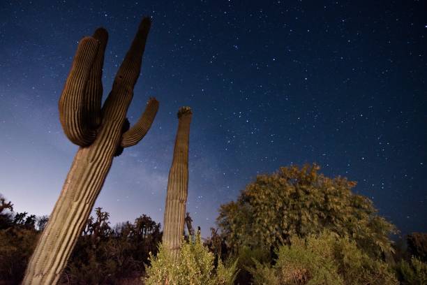 istock Saguaro Cactus Under Milky Way Night Sky In Desert 2159239243