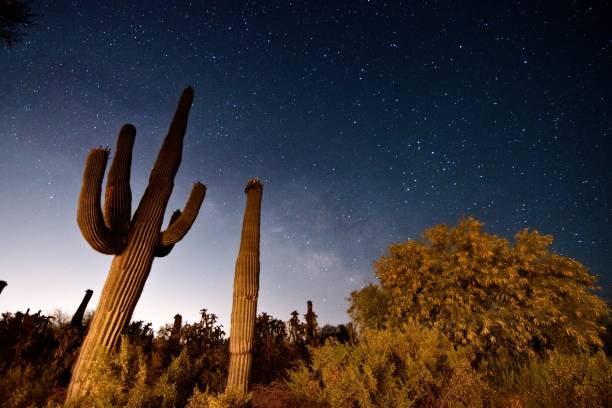 istock Saguaro Cactus and Milky Way Night Sky In Desert 2159239244