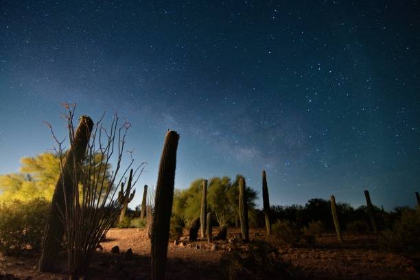 istock Saguaro Cactus Under Desert Night Sky 2159239261